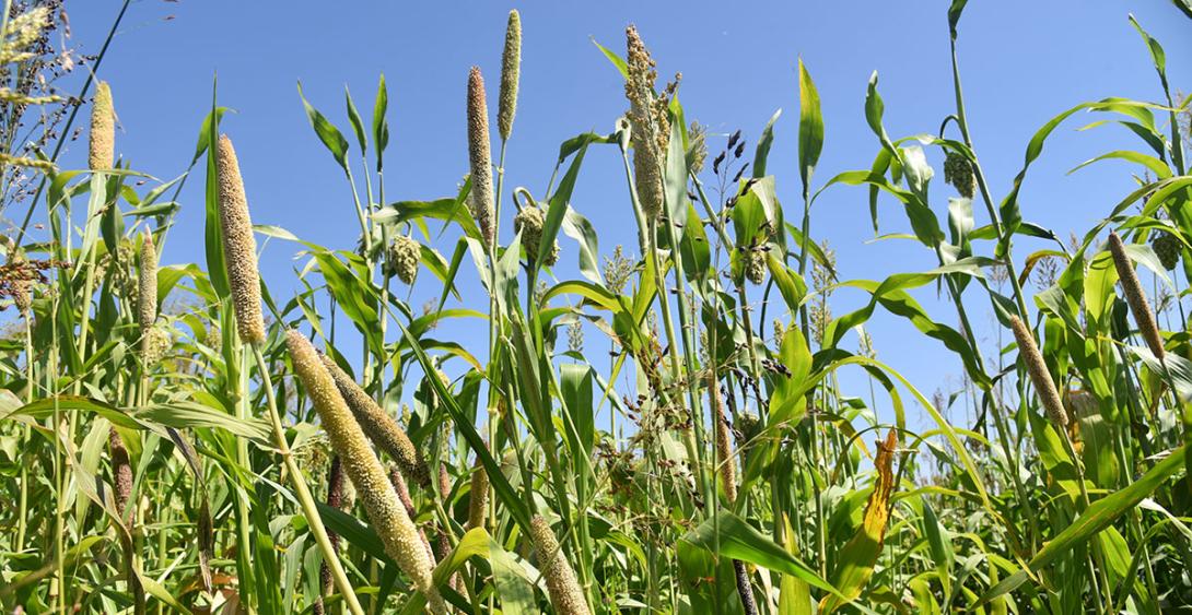 Enhancing Millet Value Chain for Sustainable Livelihoods and Climate Resilience